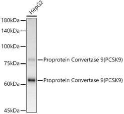 Invitrogen PCSK9 Recombinant Rabbit Monoclonal Antibody (9L4U5) 100 &mu;L;