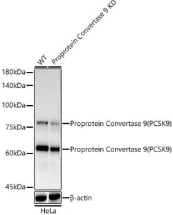 Invitrogen PCSK9 Recombinant Rabbit Monoclonal Antibody (9L4U5) 100 &mu;L;