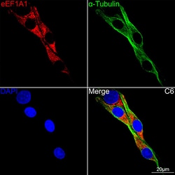 Invitrogen EEF1A1 Recombinant Rabbit Monoclonal Antibody (0X0H8) 100 &mu;L | Buy Online | Invitrogen&trade; | Fisher Scientific