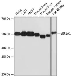 Invitrogen EEF1A1 Recombinant Rabbit Monoclonal Antibody (0X0H8) 100 &mu;L | Buy Online | Invitrogen&trade; | Fisher Scientific