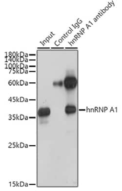 Invitrogen hnRNP A1 Recombinant Rabbit Monoclonal Antibody (10N0F4) 100