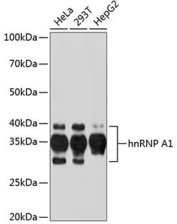 Invitrogen hnRNP A1 Recombinant Rabbit Monoclonal Antibody (10N0F4) 100