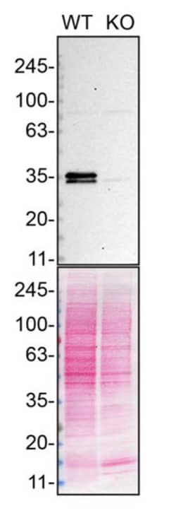 Invitrogen hnRNP A1 Recombinant Rabbit Monoclonal Antibody (10N0F4) 100