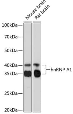 Invitrogen hnRNP A1 Recombinant Rabbit Monoclonal Antibody (10N0F4) 100