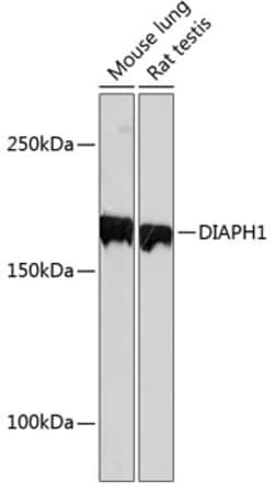 Invitrogen DIAPH1 Recombinant Rabbit Monoclonal Antibody (6N10D0) 100 &mu;L;