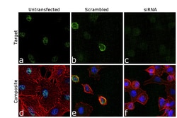 Invitrogen CtBP1 Recombinant Rabbit Monoclonal Antibody (1I7G6) 100 &mu;L;
