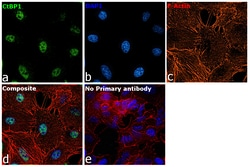 Invitrogen CtBP1 Recombinant Rabbit Monoclonal Antibody (1I7G6) 100 &mu;L;