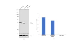 Invitrogen CtBP1 Recombinant Rabbit Monoclonal Antibody (1I7G6) 100 &mu;L;