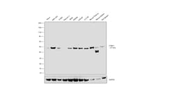 Invitrogen CtBP1 Recombinant Rabbit Monoclonal Antibody (1I7G6) 100 &mu;L;