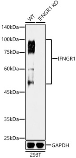 Invitrogen IFNGR1 Recombinant Rabbit Monoclonal Antibody (2B9Q1) 100 &mu;L;