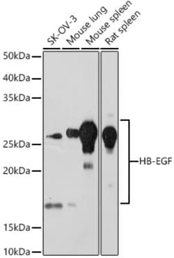 Invitrogen HBEGF Recombinant Rabbit Monoclonal Antibody (9C2M6) 100 &mu;L;