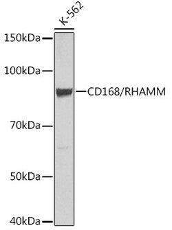 Invitrogen RHAMM Recombinant Rabbit Monoclonal Antibody (3L10H9) 100 &mu;L;
