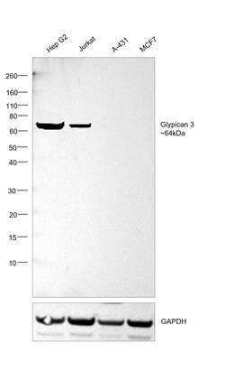 Invitrogen Glypican 3 Recombinant Rabbit Monoclonal Antibody (7M2X9) 100