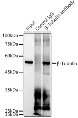 Invitrogen beta Tubulin Recombinant Rabbit Monoclonal Antibody (4E9G8)