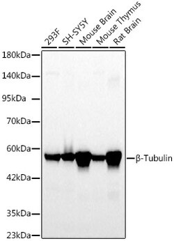 Invitrogen beta Tubulin Recombinant Rabbit Monoclonal Antibody (4E9G8)