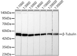Invitrogen beta Tubulin Recombinant Rabbit Monoclonal Antibody (4E9G8)