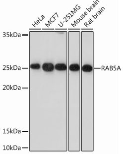 Invitrogen RAB5 Recombinant Rabbit Monoclonal Antibody (0K5J1) 100 &mu;L;