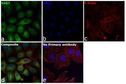 Invitrogen RAB7 Recombinant Rabbit Monoclonal Antibody (5A10A4) 100 &mu;L;