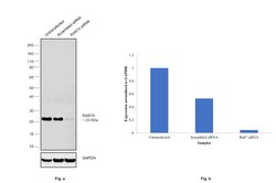 Invitrogen RAB7 Recombinant Rabbit Monoclonal Antibody (5A10A4) 100 &mu;L;