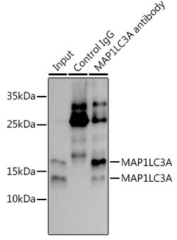 Invitrogen LC3A Recombinant Rabbit Monoclonal Antibody (7F5R1) 100 &mu;L | Buy Online | Invitrogen&trade; | Fisher Scientific