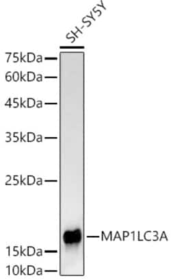 Invitrogen LC3A Recombinant Rabbit Monoclonal Antibody (7F5R1) 100 &mu;L | Buy Online | Invitrogen&trade; | Fisher Scientific