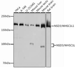 Invitrogen NSD3 Recombinant Rabbit Monoclonal Antibody (3U4F9) 100 &mu;L;