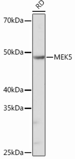 Invitrogen MEK5 Recombinant Rabbit Monoclonal Antibody (7B7O10) 100 &mu;L;