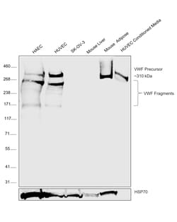 Invitrogen VWF Recombinant Rabbit Monoclonal Antibody (8O6D7) 100 &mu;L;