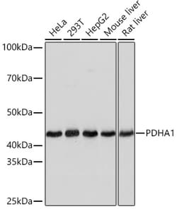 Invitrogen PDHA1 Recombinant Rabbit Monoclonal Antibody (8Z4N6) 100 &mu;L;