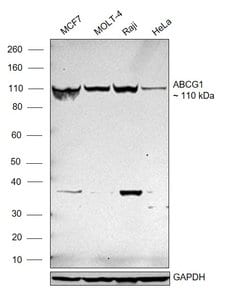 Invitrogen ABCG1 Recombinant Rabbit Monoclonal Antibody (4Y7B3) 100 &mu;L;