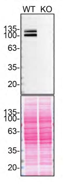 Invitrogen Amyloid Precursor Protein Recombinant Rabbit Monoclonal Antibody