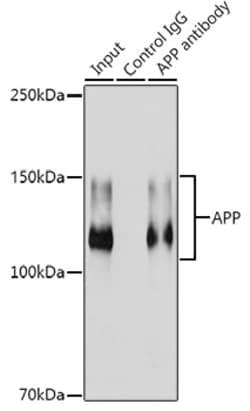 Invitrogen Amyloid Precursor Protein Recombinant Rabbit Monoclonal Antibody