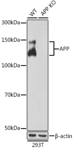 Invitrogen Amyloid Precursor Protein Recombinant Rabbit Monoclonal Antibody