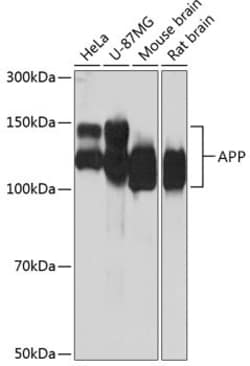 Invitrogen Amyloid Precursor Protein Recombinant Rabbit Monoclonal Antibody