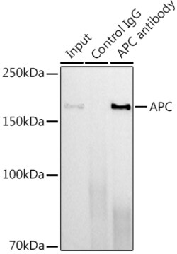 Invitrogen Protein APC Recombinant Rabbit Monoclonal Antibody (8X7Q1) 100