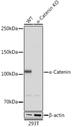 Invitrogen Catenin alpha-1 Recombinant Rabbit Monoclonal Antibody (9O1V3)
