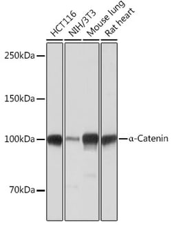 Invitrogen Catenin alpha-1 Recombinant Rabbit Monoclonal Antibody (9O1V3)