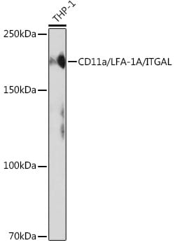Invitrogen CD11a Recombinant Rabbit Monoclonal Antibody (1Z4B8) 100 &mu;L;
