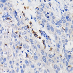 Invitrogen CD11b Recombinant Rabbit Monoclonal Antibody (7S0W10) 100 &mu;L;