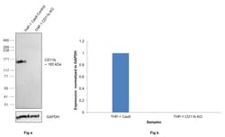 Invitrogen CD11b Recombinant Rabbit Monoclonal Antibody (7S0W10) 100 &mu;L;