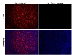 Invitrogen CD14 Recombinant Rabbit Monoclonal Antibody (0F2Q7) 100 &mu;L;
