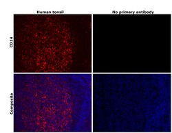 Invitrogen CD14 Recombinant Rabbit Monoclonal Antibody (0F2Q7) 100 &mu;L;