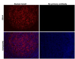 Invitrogen CD14 Recombinant Rabbit Monoclonal Antibody (0F2Q7) 100 &mu;L;