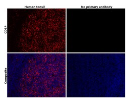 Invitrogen CD14 Recombinant Rabbit Monoclonal Antibody (0F2Q7) 100 &mu;L;