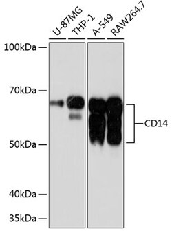Invitrogen CD14 Recombinant Rabbit Monoclonal Antibody (0F2Q7) 100 &mu;L;