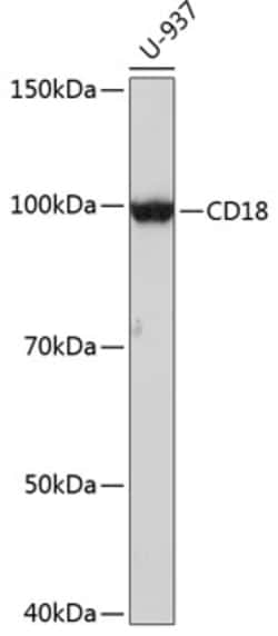 Invitrogen CD18 Recombinant Rabbit Monoclonal Antibody (1N9N5) 100 &mu;L;