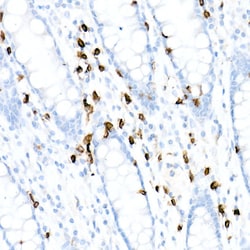 Invitrogen CD3e Recombinant Rabbit Monoclonal Antibody (6G6K9) 100 &mu;L | Buy Online | Invitrogen&trade; | Fisher Scientific