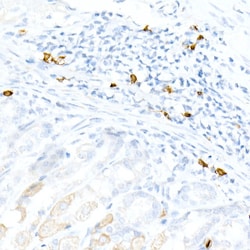Invitrogen CD3e Recombinant Rabbit Monoclonal Antibody (6G6K9) 100 &mu;L | Buy Online | Invitrogen&trade; | Fisher Scientific