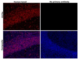 Invitrogen CD79a Recombinant Rabbit Monoclonal Antibody (3G10U6) 100 &mu;L;