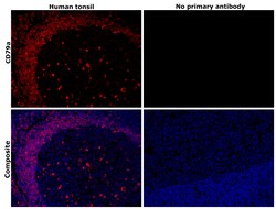 Invitrogen CD79a Recombinant Rabbit Monoclonal Antibody (3G10U6) 100 &mu;L;